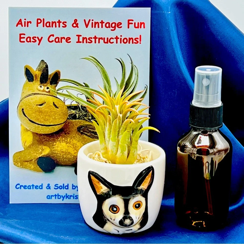 Mini DOG Planter Air Plant Set - Spanish Moss Fine Mist Sprayer FREE Air Plant - Picture 1 of 15